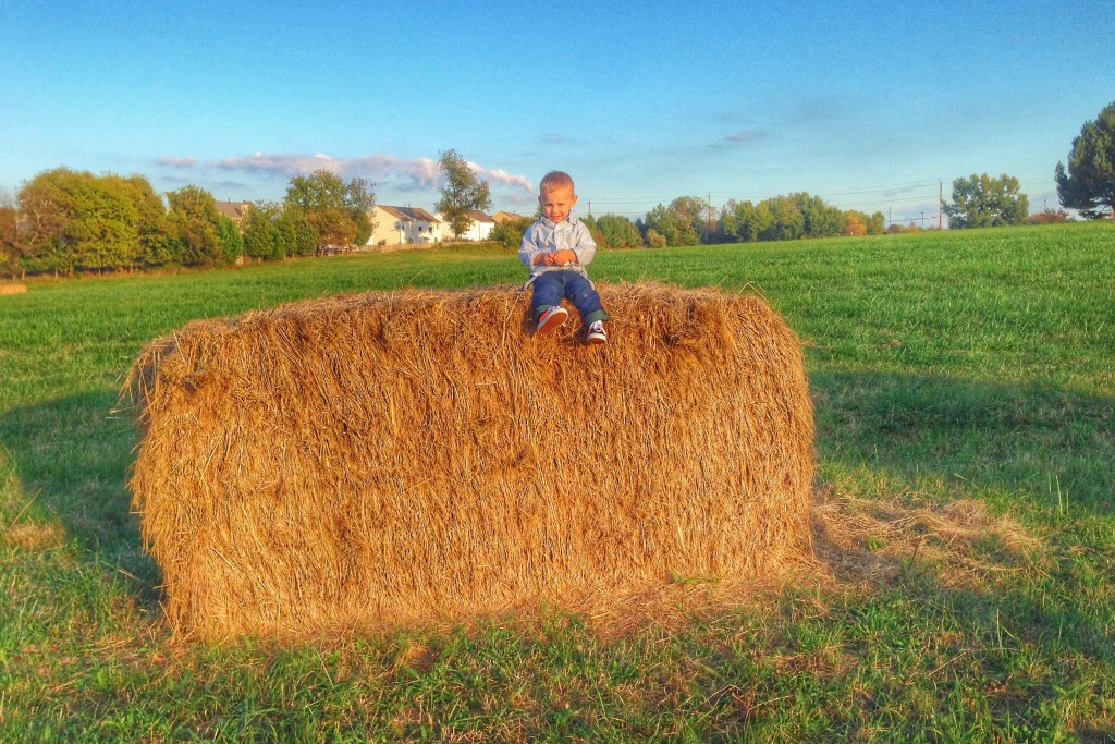 Charlie on a haystack