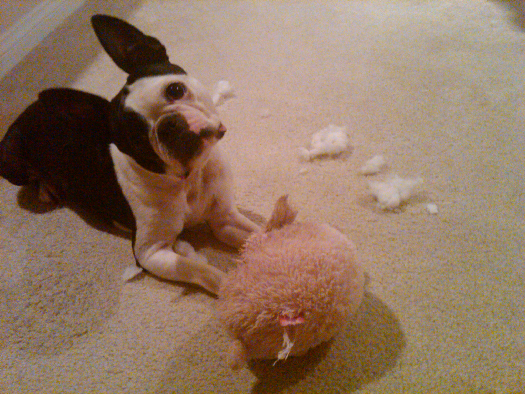 A Very Merry Canine Christmas. Dad or Alive